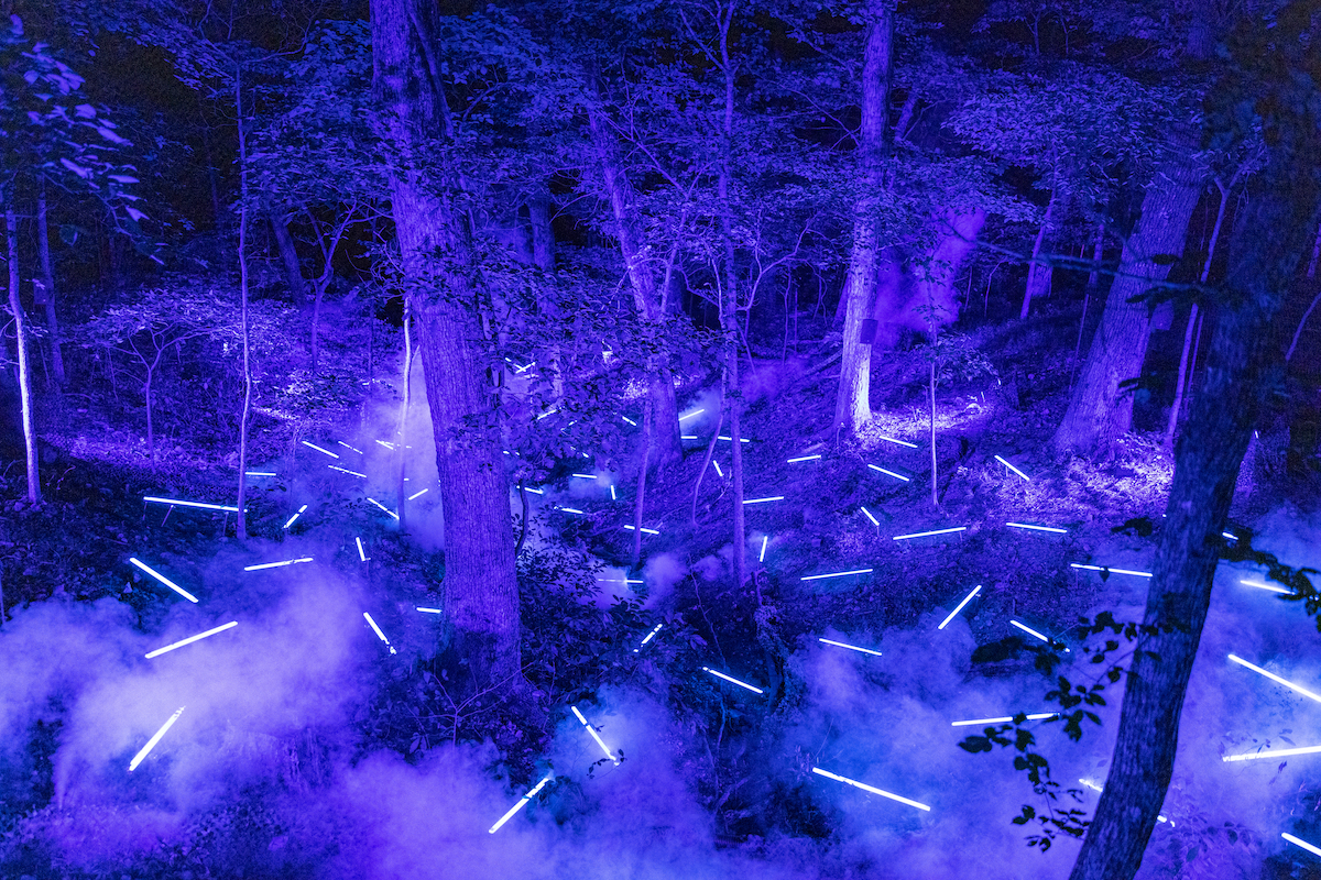 Large wooded area with neon lights scattered on the forest floor